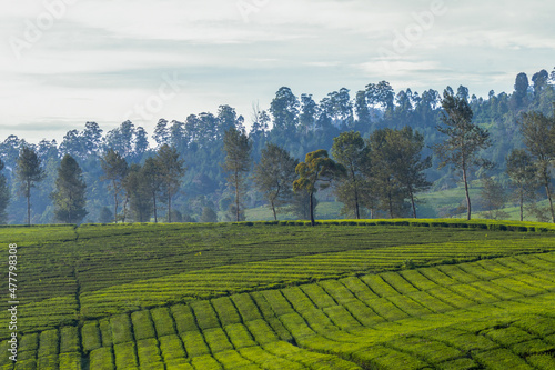 Patterned green tea garden and trees.