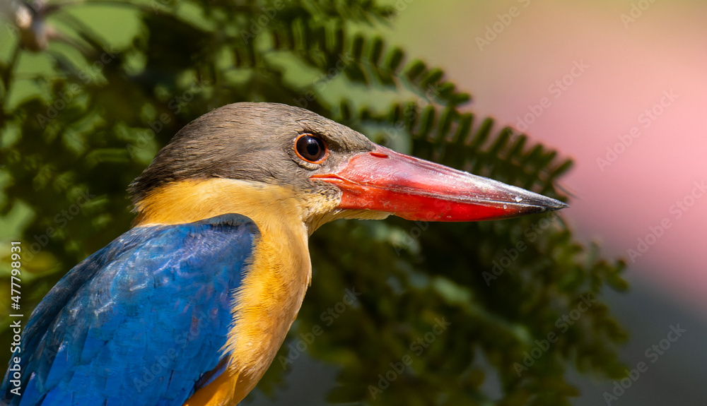 Fototapeta premium Stork Billed Kingfisher perched on a tree, in a wild forest in Malaysia.