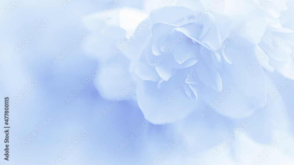 Abstract floral background, White terry Jasmine flower petals. Macro flowers backdrop for holiday brand design
