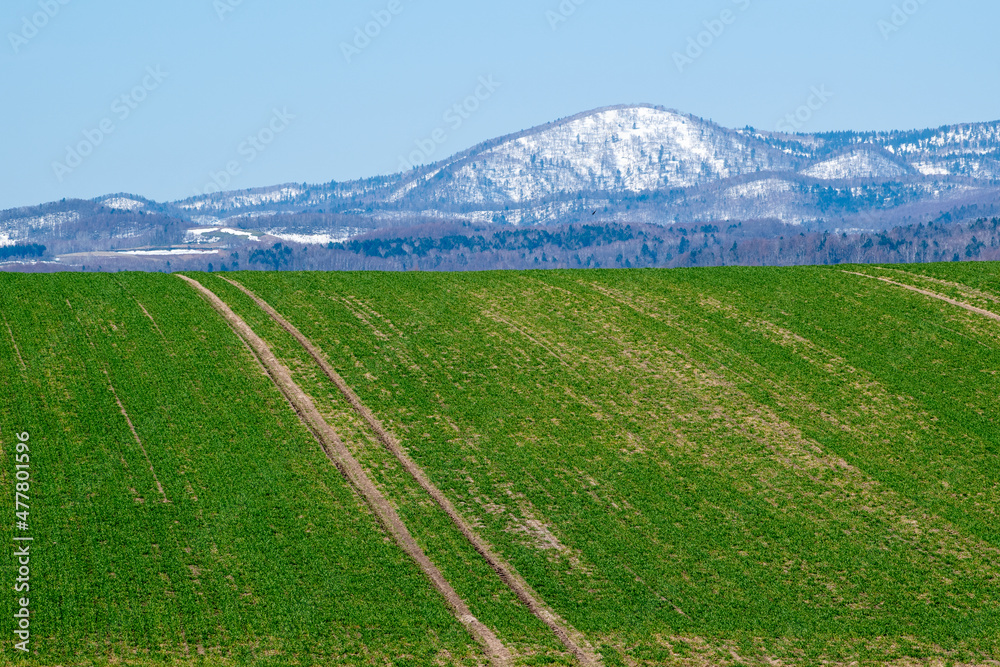 春の緑のムギ畑と雪山　雪山
