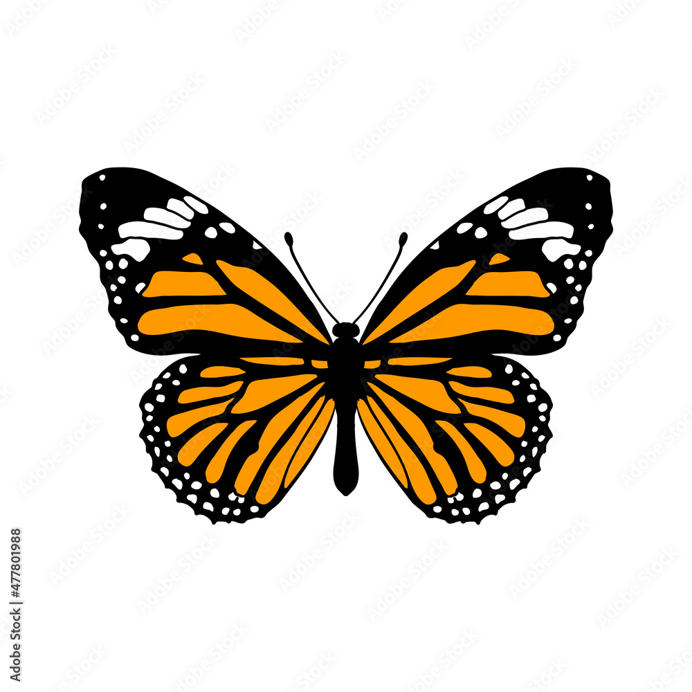 Fototapeta premium vector drawing monarch butterfly , Danaus plexippus isolated at white background,hand drawn illustration