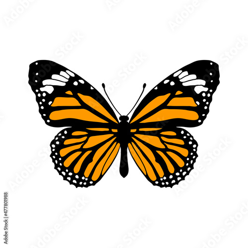 vector drawing monarch butterfly , Danaus plexippus isolated at white background,hand drawn illustration © cat_arch_angel