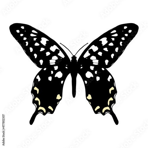 Vector drawing Madagascar giant swallowtail butterfly, Pharmacophagus antenor, hand drawn illustration