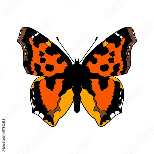 vector drawing scarce tortoiseshell butterfly,Nymphalis xanthomelas, hand drawn illustration photo