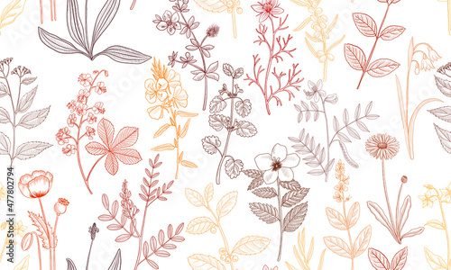 vector drawing floral seamless pattern, natural background with medicinal plants, hand drawn illustration
