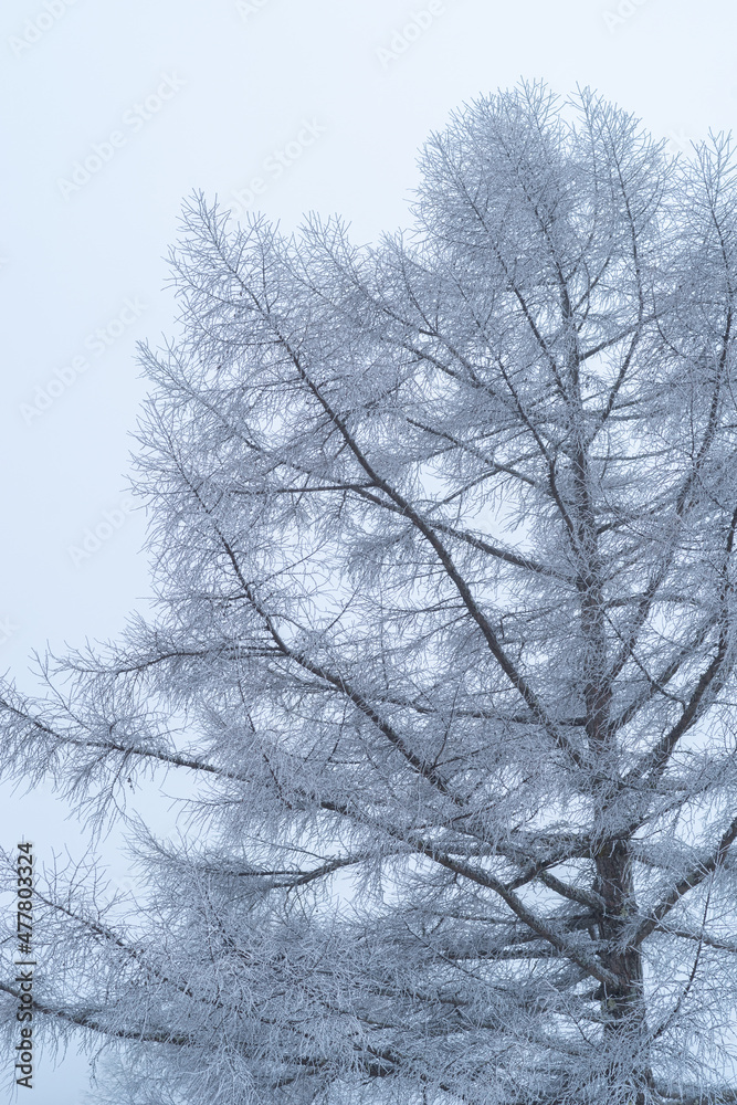 雪に覆われた森 雪に覆われた森