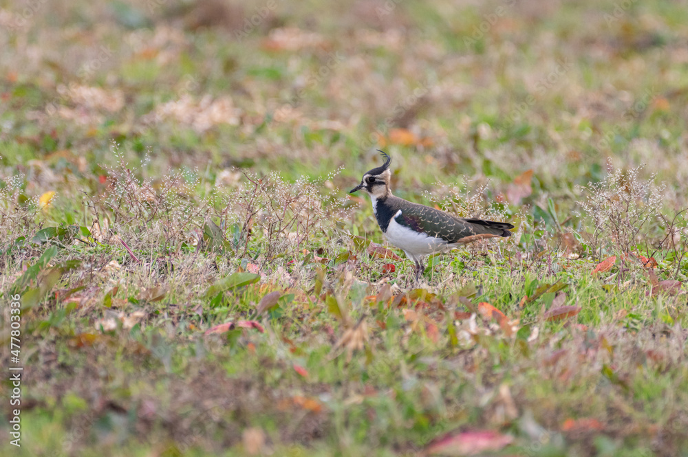 Obraz premium 冬に見かける野鳥 タゲリ