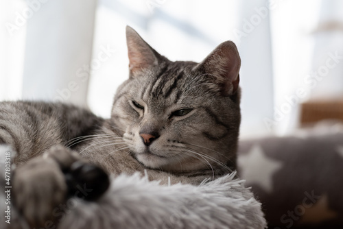 Wallpaper Mural 眠る猫　サバトラ猫 Torontodigital.ca