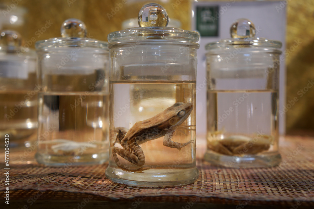 Dark Sided Frog preserved in formaldehyde in glass jar. Preserved