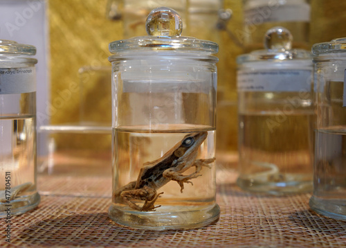 Dark Sided Frog preserved in formaldehyde in glass jar. Preserved specimens of frogs in flasks. Wet specimens.