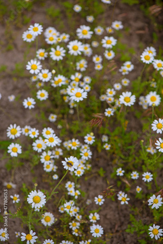 Flowering. Chamomile. Blooming chamomile field, Chamomile flowers on a meadow in summer, Selective focus