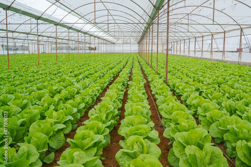Organic romaine lettuces growing in a greenhouse
