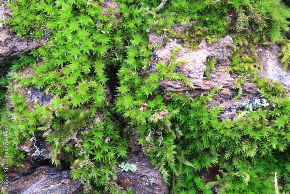 Fototapeta premium Tree bark. Green moss. Abstract background. Macro.