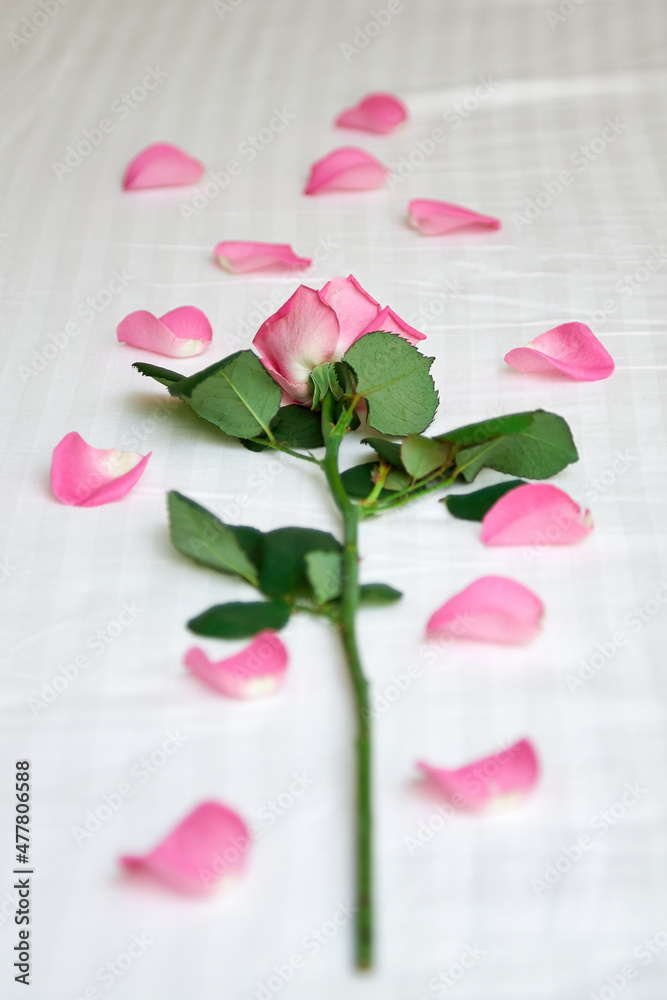 Beautiful pink rose with petals close-up on a white background. A symbol of love, a gift to a loved one. Green stem and petals with pink flower. Beautiful pink rose with petals close-up on a white background. A symbol of love, a gift to a loved one. Green stem and petals with pink flower.