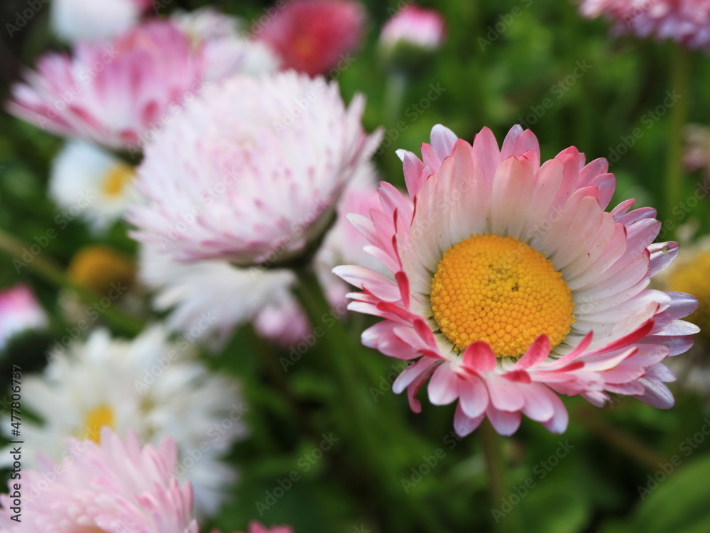 Image of spring flowers. Wild asters. Image of spring flowers. Wild asters.