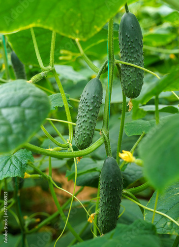 Close up of ripe cucumbers in the greenhouse