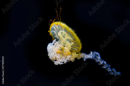 anemone underwater photo