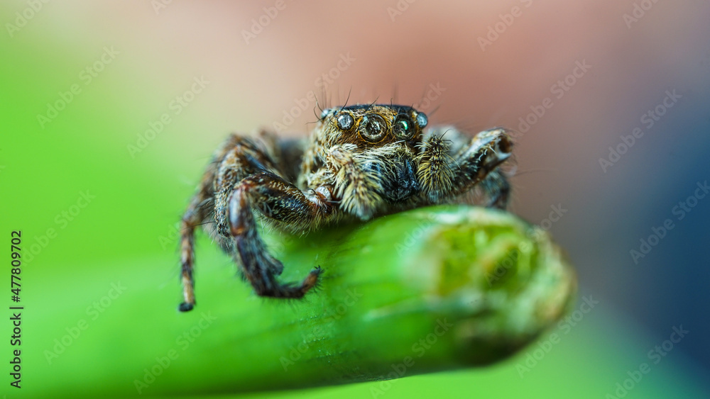 spider on tree leaf background, macro spider on leaf, animal in wild, lurking on a leaf spider on tree leaf background, macro spider on leaf, animal in wild, lurking on a leaf