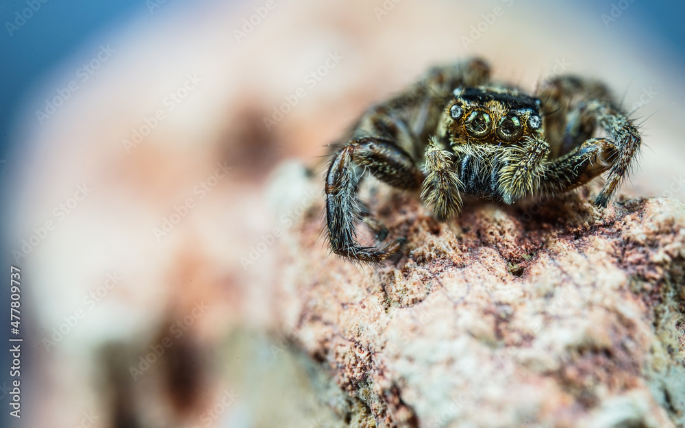 Obraz premium spider on tree leaf background, macro spider on leaf, animal in wild, lurking on a leaf