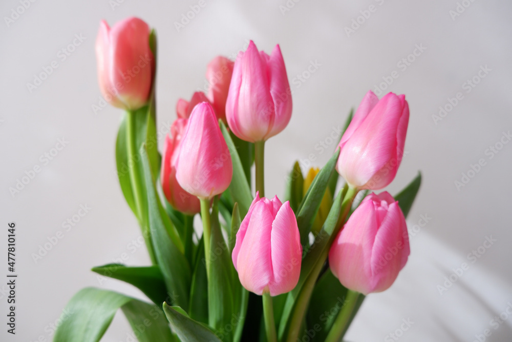 Beautiful tulip flower backgrounded white wall. Colorful tulips for Valentine, Wedding, Mother's day, Women's day background. Beautiful tulip flower backgrounded white wall. Colorful tulips for Valentine, Wedding, Mother's day, Women's day background.