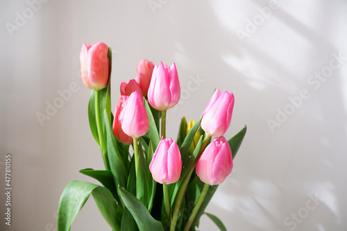 Beautiful tulip flower backgrounded white wall. Colorful tulips for Valentine, Wedding, Mother's day, Women's day background. 