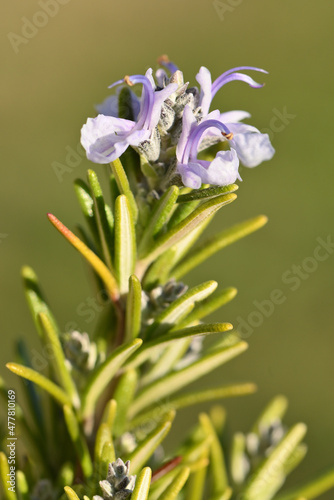 macro de fleur de romarin