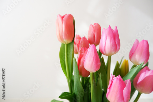 Beautiful tulip flower backgrounded white wall. Colorful tulips for Valentine  Wedding  Mother s day  Women s day background. 