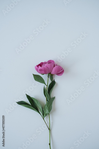 Pink peony flower on blue background