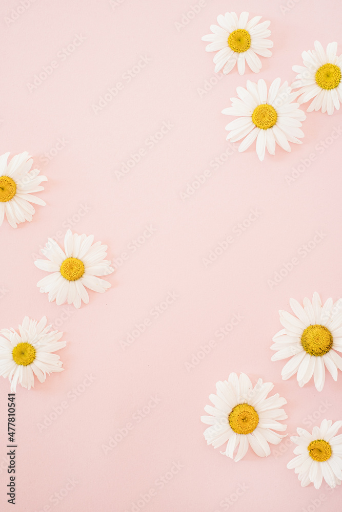 Elegant chamomile daisy flower buds on pastel pink background with blank mockup copy space. Flat lay, top view brand, blog, website, social media template