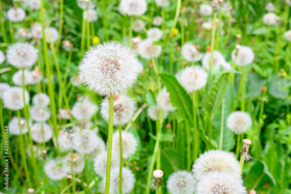 Glade of fresh meadow dandelions on a sunny spring day. Flowering dandelions. Excellent background for the expression of spring mood.