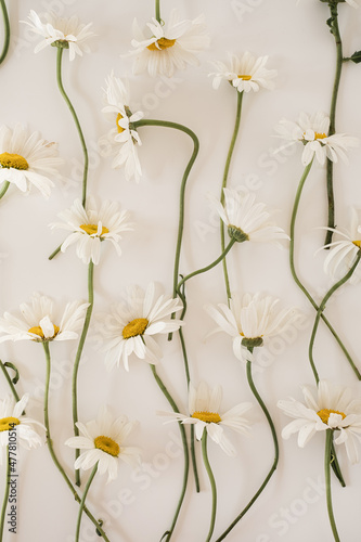Fényképezés Beautiful chamomile daisy flower pattern on white background