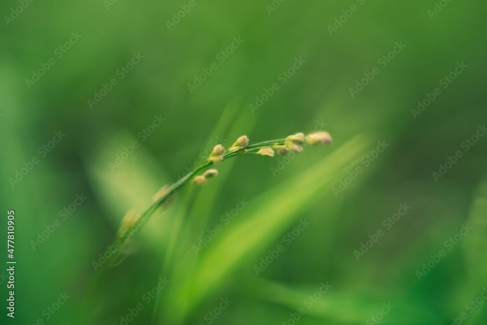Out of Focus. grass on a green background Out of Focus. grass on a green background