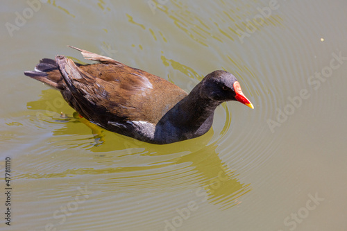 Bird swimming in a lake in park