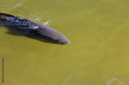 Fish swimming in a lake in park