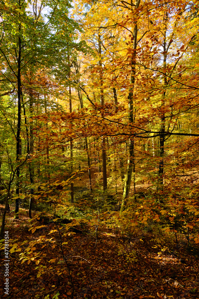 Landschaftpark Bettenburg im Naturpark Haßberge bei Hofheim i. Ufr, Naturpark Haßberge, Unterfranken, Bayern, Deutschland