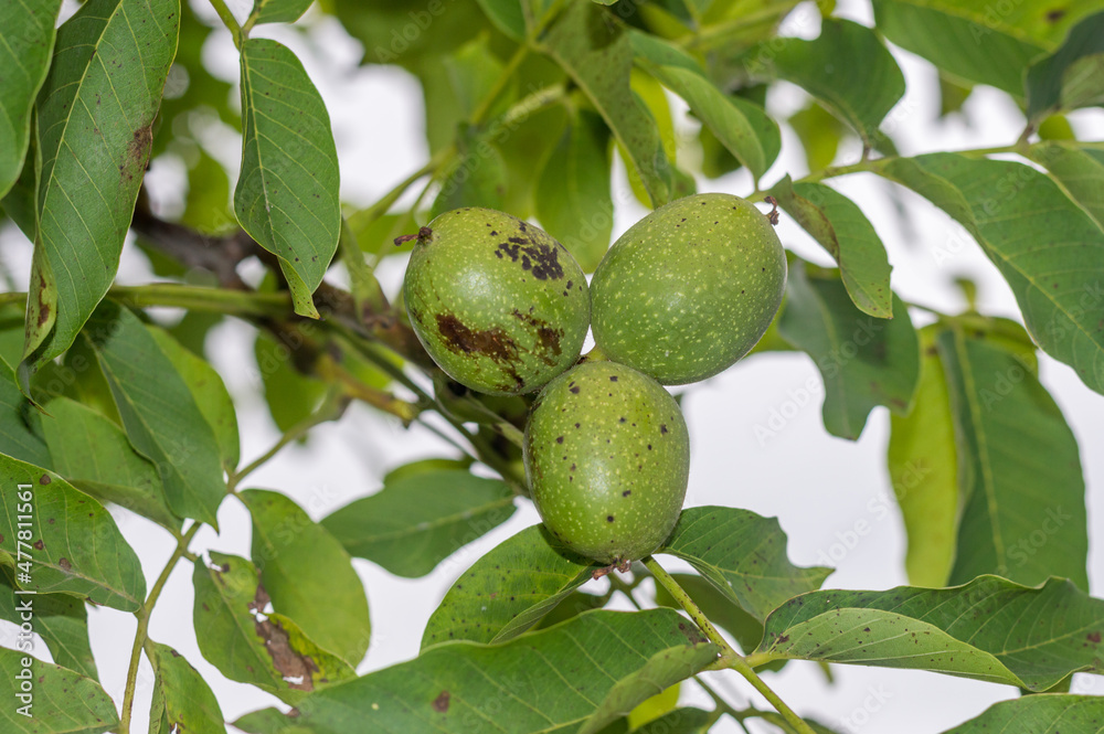 Fruit of Juglans regia, the Persian walnut, English walnut, Carpathian walnut, Madeira walnut.