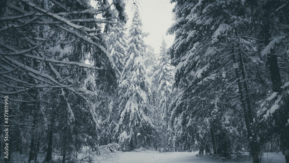 winter winter