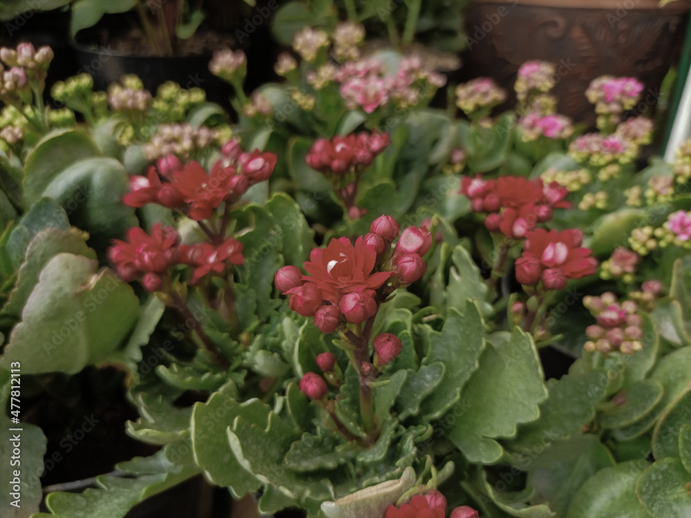 Red Clandiva flowers are very fertile growing in the highlands of Asia easy care Red Clandiva flowers are very fertile growing in the highlands of Asia easy care