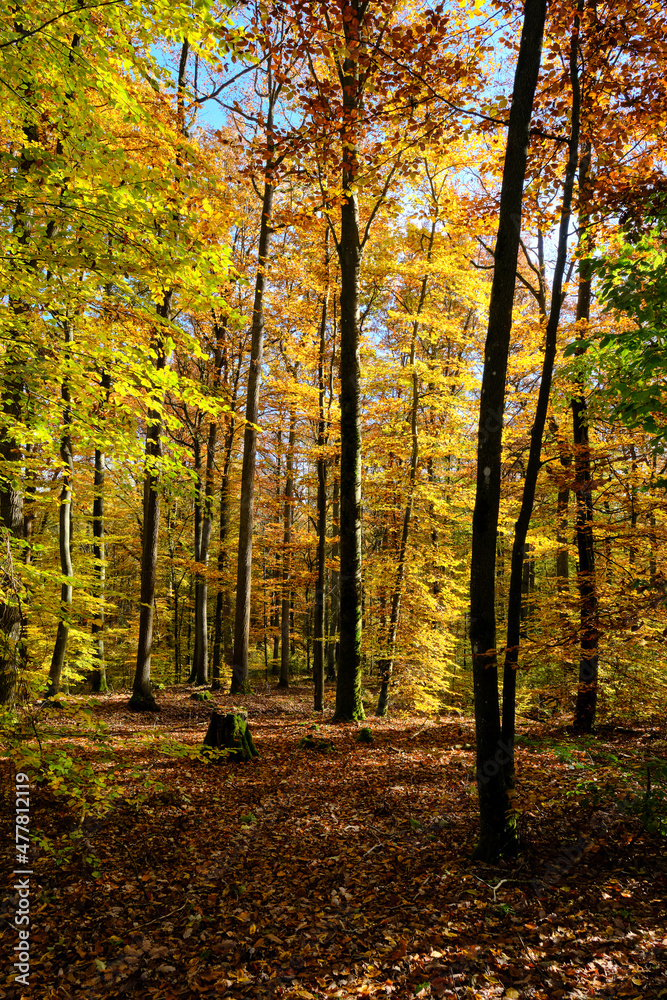 Landschaftpark Bettenburg im Naturpark Haßberge bei Hofheim i. Ufr, Naturpark Haßberge, Unterfranken, Bayern, Deutschland