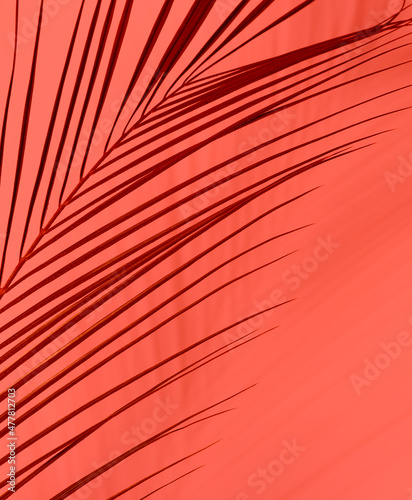 Fresh tropical palm leaf on coral background