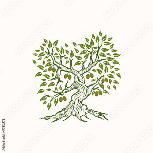 Olive tree logo. vintage style for extra olive oil company 