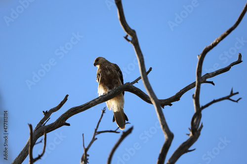 vulture on tree