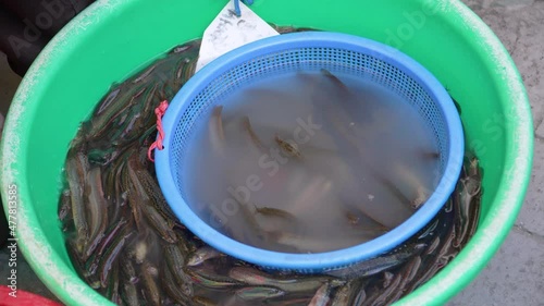 mudfish, the ingredients of Korean stamina traditional food photo