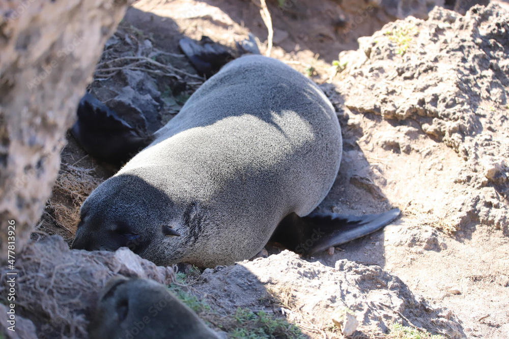 Fototapeta premium sleeping elephant