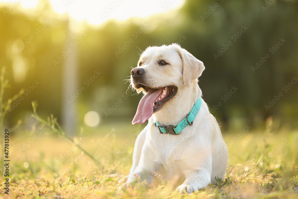 Cute Labrador outdoors on summer day Cute Labrador outdoors on summer day