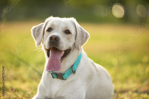 Cute Labrador outdoors on summer day