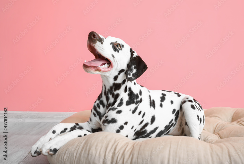 Funny Dalmatian dog lying on pet bed near pink wall