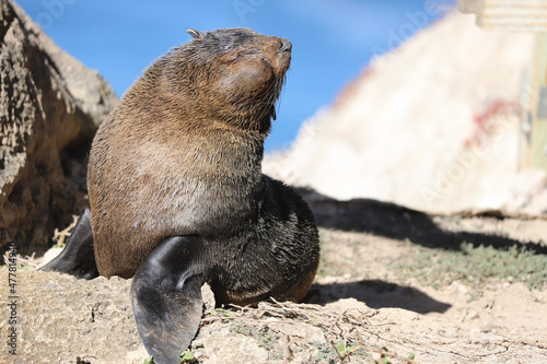 island sea lion