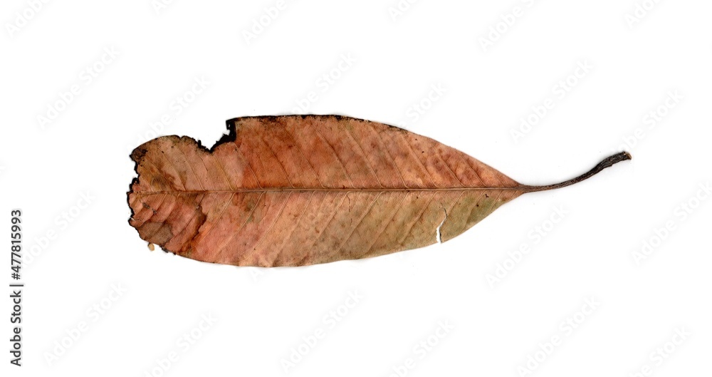 dry leaf isolated on white background dry leaf isolated on white background