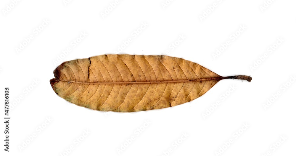 dry leaf isolated on white background dry leaf isolated on white background